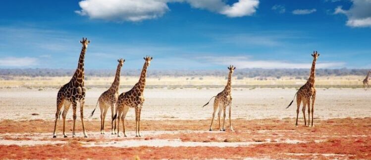 آژانس کاریز