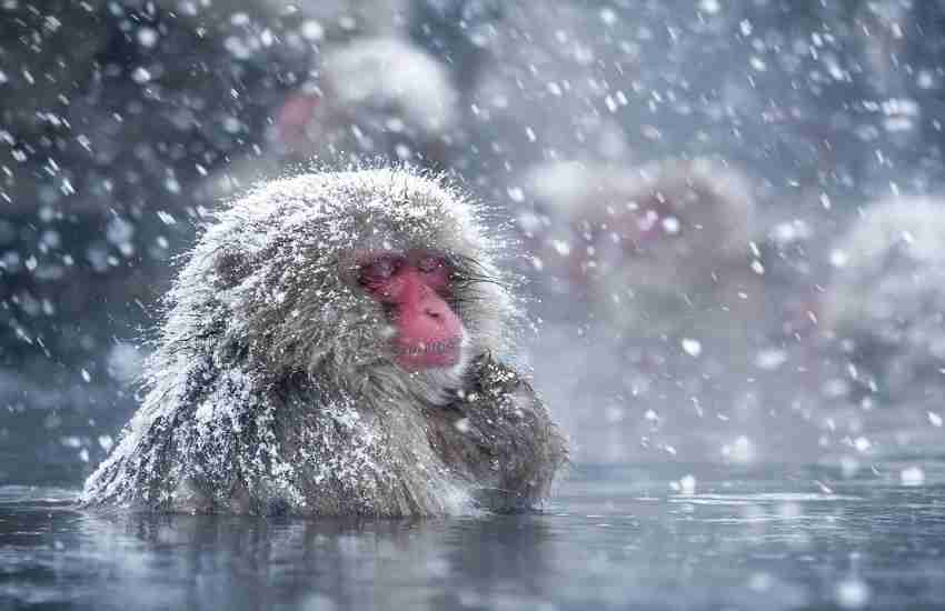 پارک میمون‌های برفی