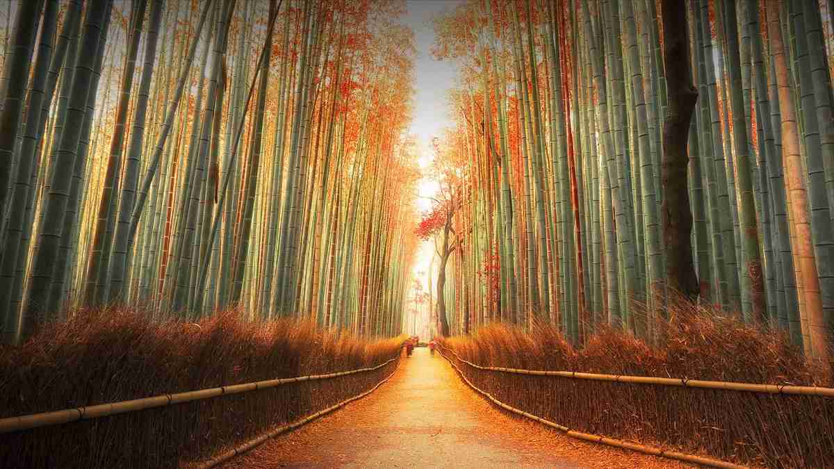 جنگل بامبو آراشیاما به عنوان جاذبه‌ای برای عکاسی محسوب می‌شود