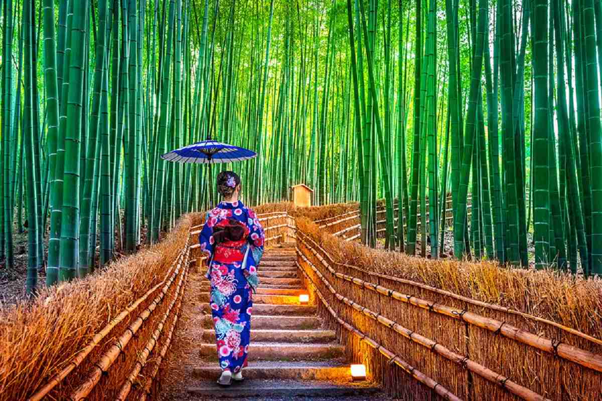 جنگل بامبو آراشیاما در ژاپن