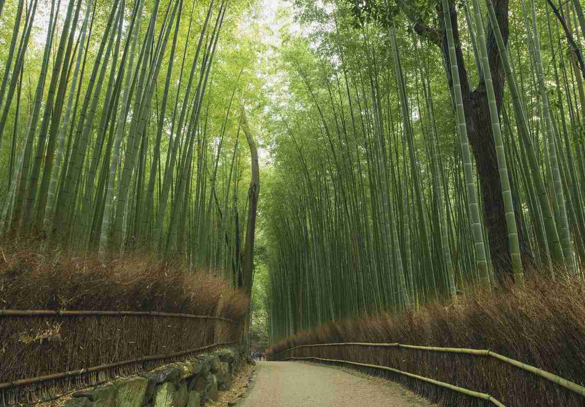 جنگل بامبو آراشیاما گونه خاصی از بامبو را دارد