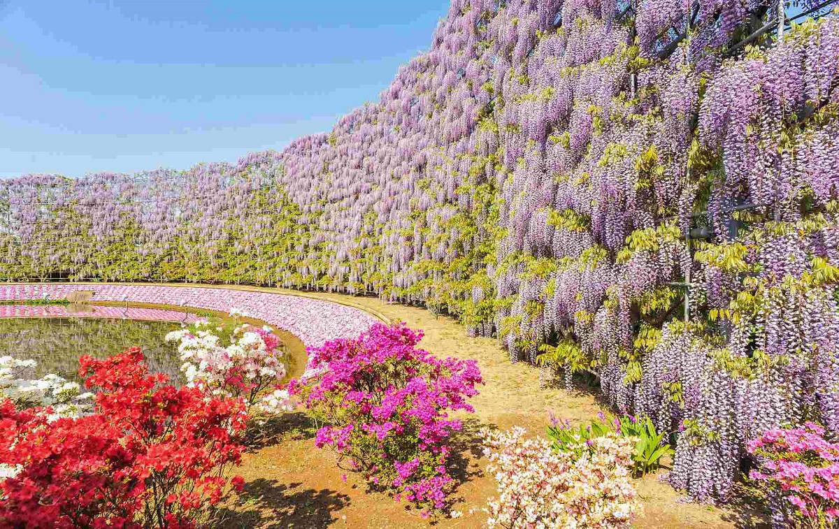 شگفتی‌های پارک گل آشیکاگا در ژاپن