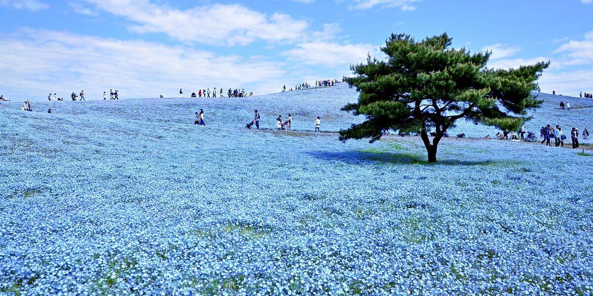 پارک ساحلی هیتاچی در ژاپن