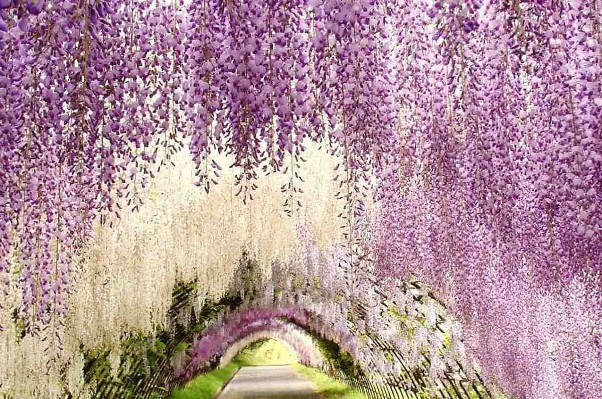 تونل‌های باغ کاواچی فوجی