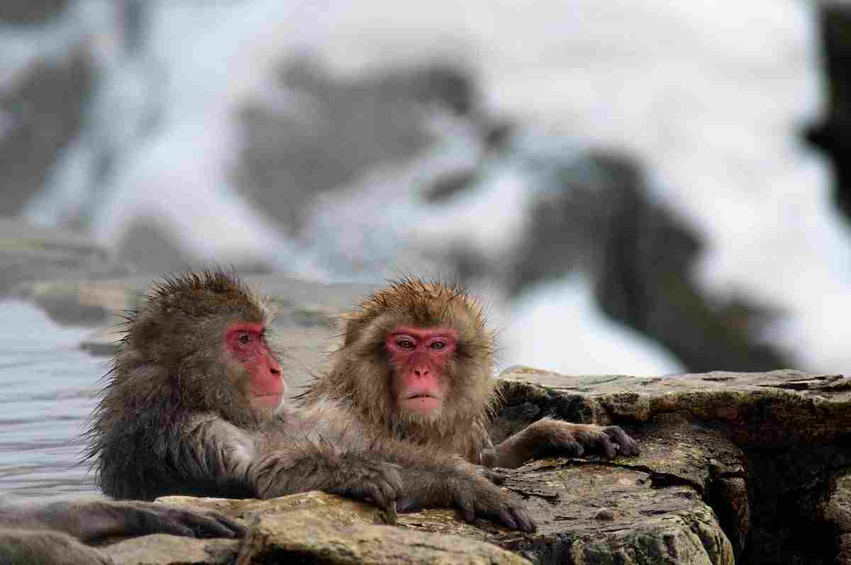 میمون‌ها مجبور شدند به پارک میمون جیگوکودانی مهاجرت کنند