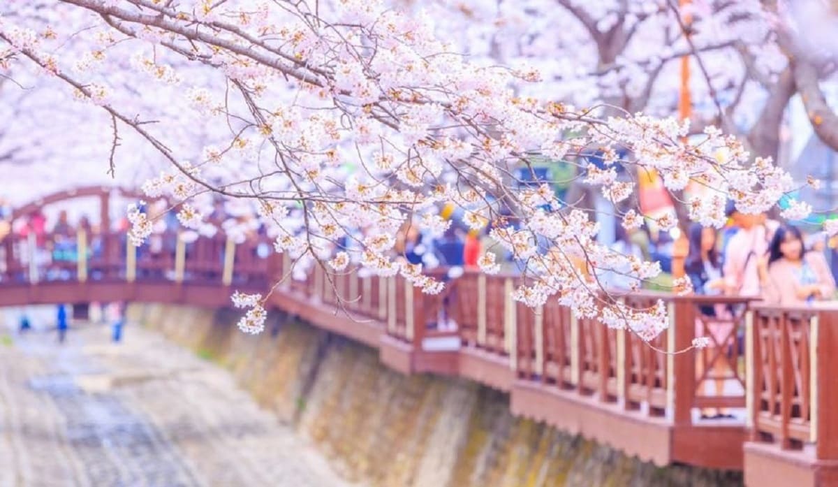 جشنواره گل‌های بهاری Yeouido