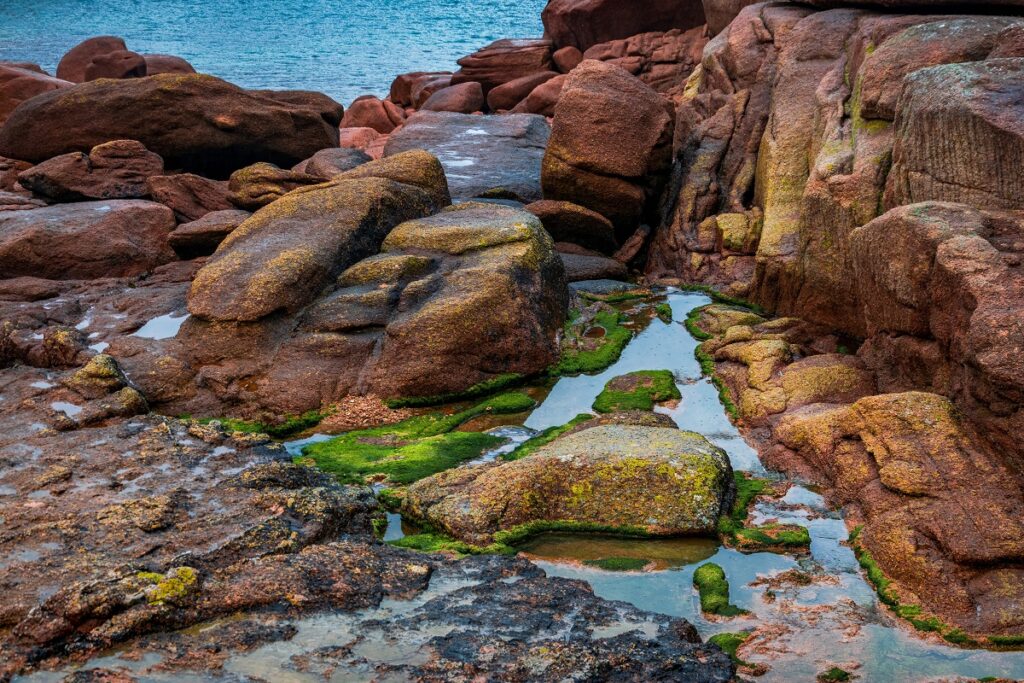 باغ‌ها و گل‌های وحشی